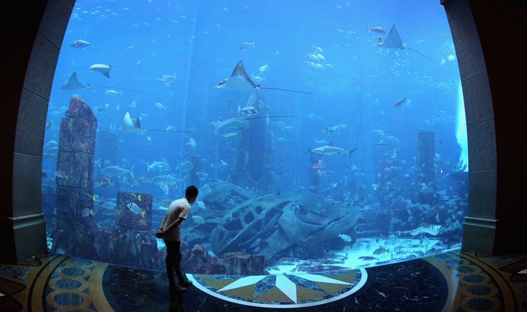 Aquarium's Ecosystem