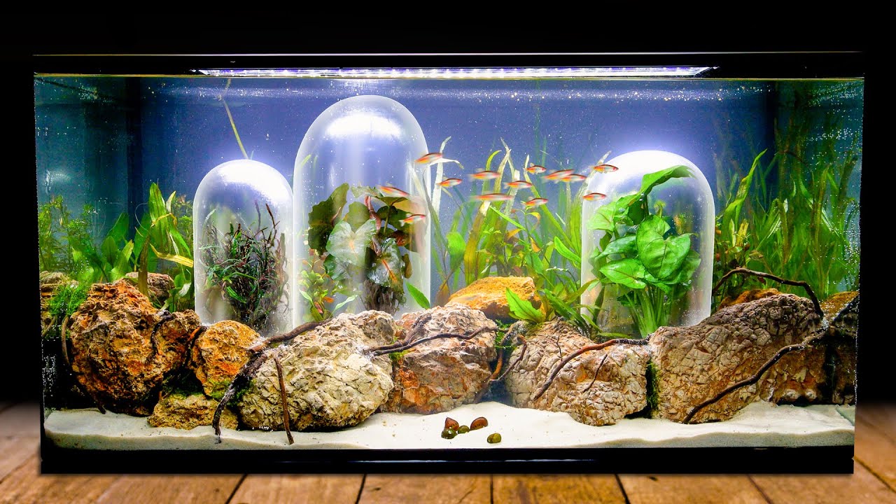 Boosting Your Aquarium’s Ecosystem with Bacteria Starters: Benefits and How to Use Them插图2