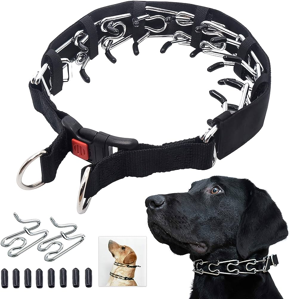 Prong Collars and Positive Training Methods: Finding the Right Balance插图