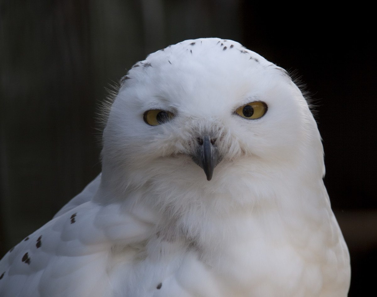 You are currently viewing Owls as Pets: Myth or Reality?