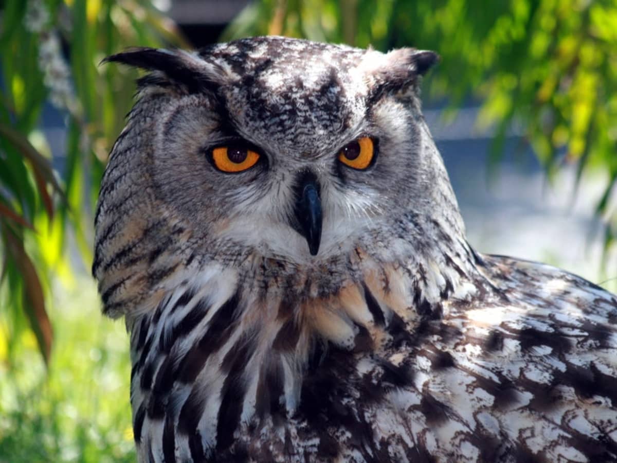 Owls as Pets: Myth or Reality?插图1