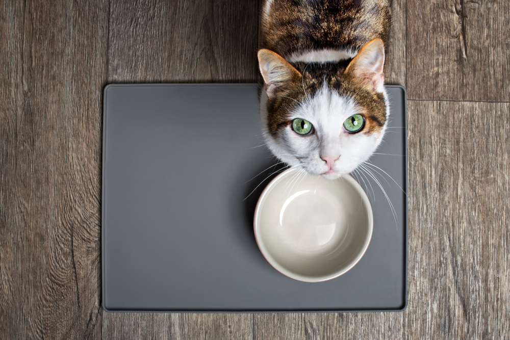 When the Appetite Fades: Understanding and Addressing a Cat’s Disinterest in Dry Food插图