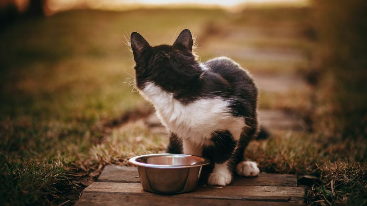 cat stopped eating dry food