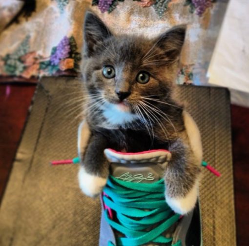 Why Does My Cat Like My Shoes: Understanding Feline Behavior插图2