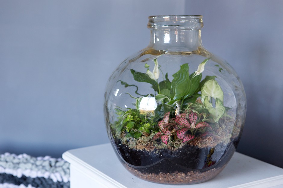 Creating and Maintaining a Thriving Terrarium: From Choosing Plants to Troubleshooting Common Issues插图3