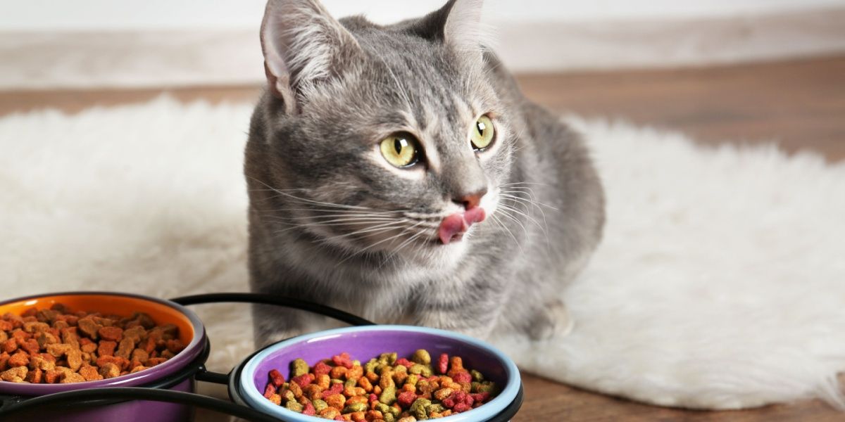 When the Appetite Fades: Understanding and Addressing a Cat’s Disinterest in Dry Food插图2