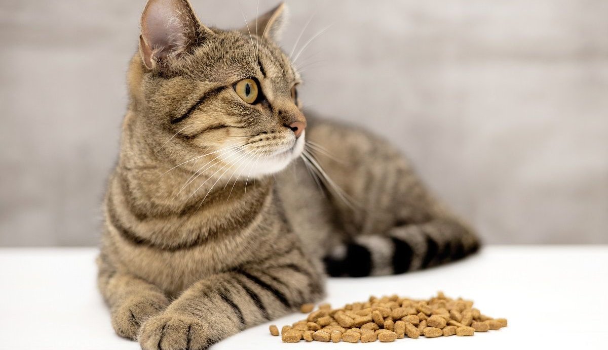 When the Appetite Fades: Understanding and Addressing a Cat’s Disinterest in Dry Food插图3