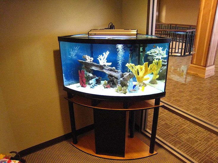 Corner Aquariums with Stands: A Comprehensive Guide缩略图