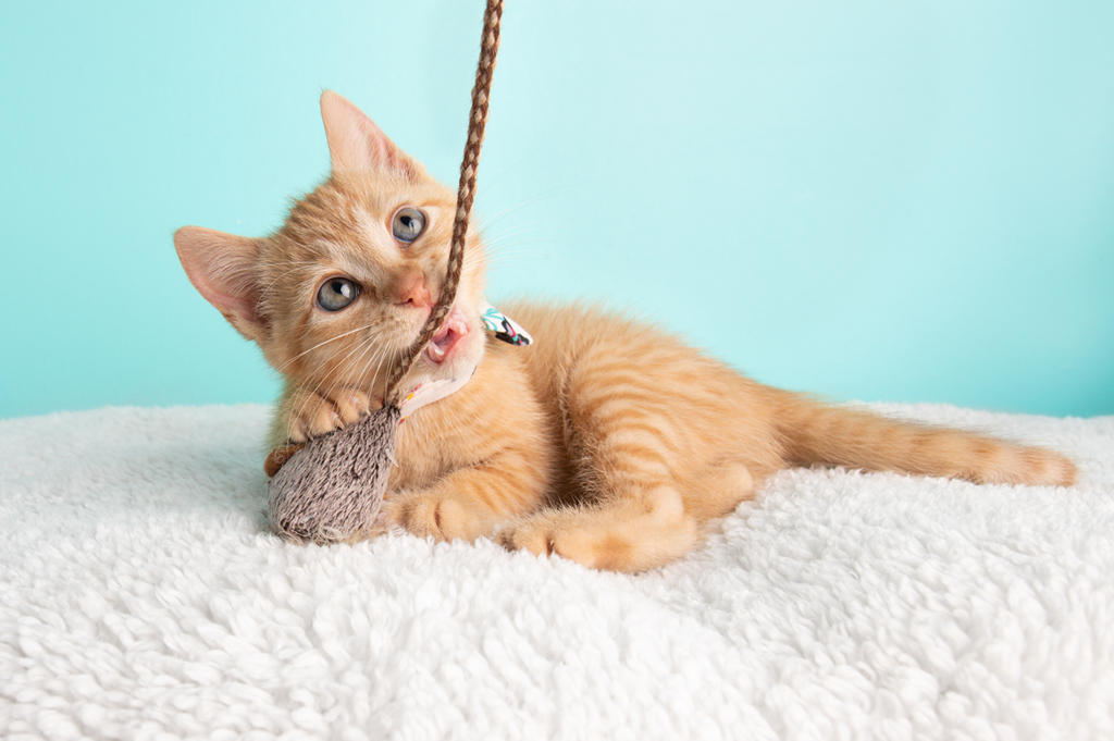 Purrfectly Crafted: DIY Cat Toys for Playful and Happy Felines插图3