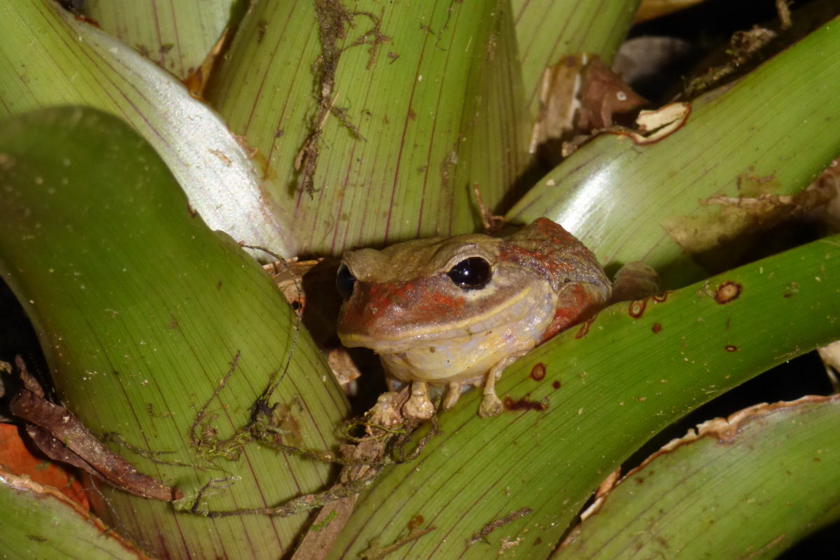 Rain Frog Care: The Secrets of These Fascinating Amphibians插图1