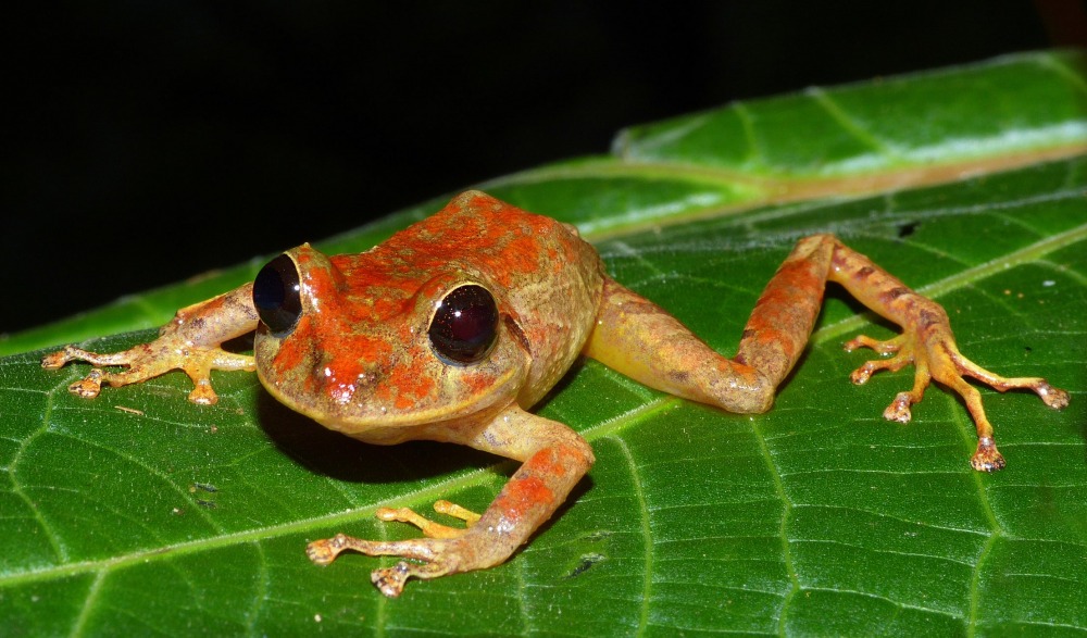 Rain Frog Care: The Secrets of These Fascinating Amphibians插图3