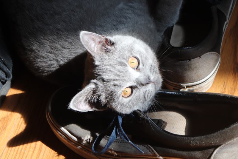 why does my cat like my shoes