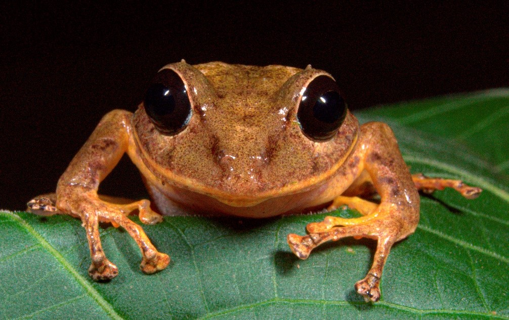 rain frog pet