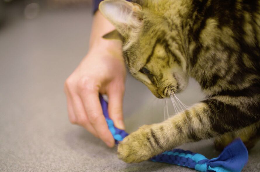 DIY Cat Toys: Crafting Enriching Play Experiences for Feline Companions插图4