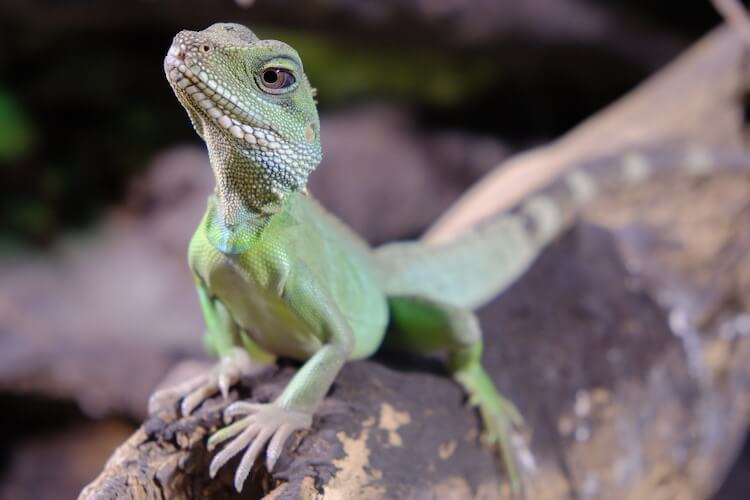 Captivating Captives: A Comprehensive Guide to Water Dragon Care插图3