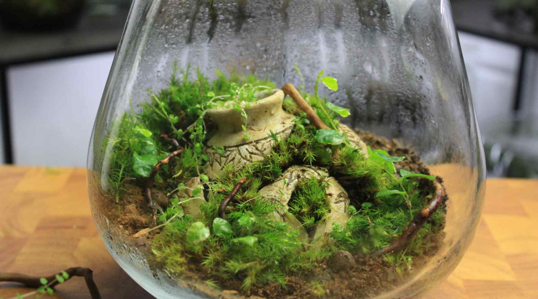 Terrariums: A Beginner’s Guide to Creating and Maintaining Your own Miniature Ecosystem插图1