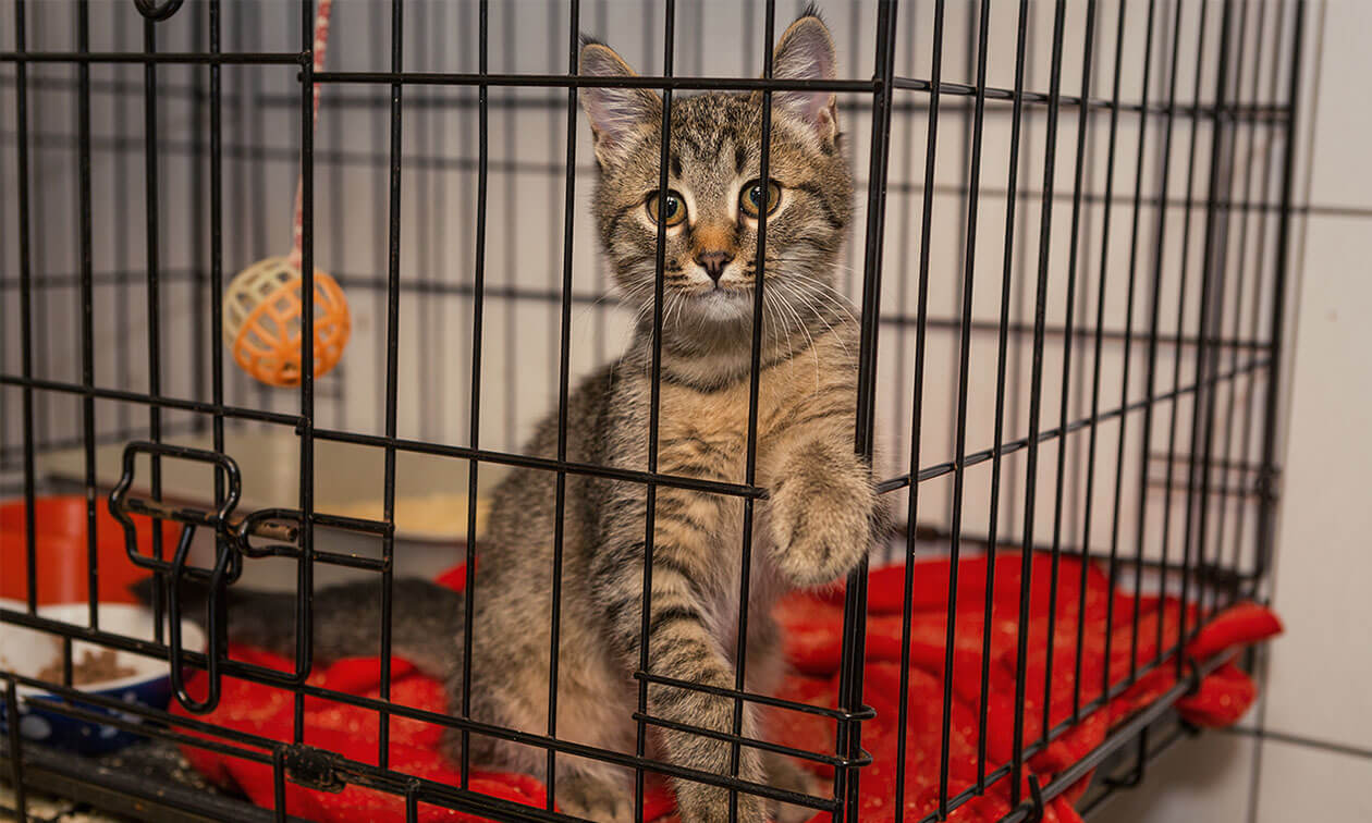 Read more about the article Navigating the World of Cat Cages