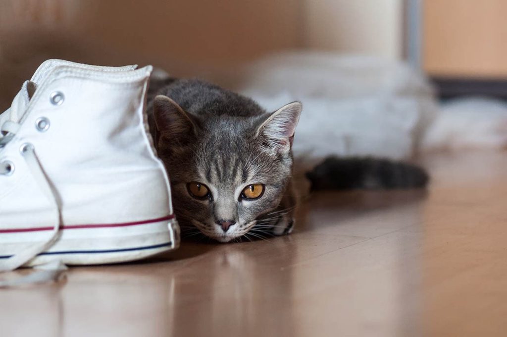 Why Does My Cat Like My Shoes: Understanding Feline Behavior插图4