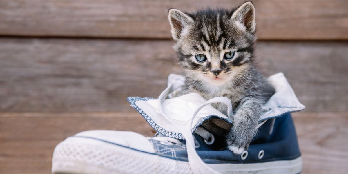 Cat Work Shoes: The Ultimate Guide to Comfort and Durability in Footwear for the Workplace插图3