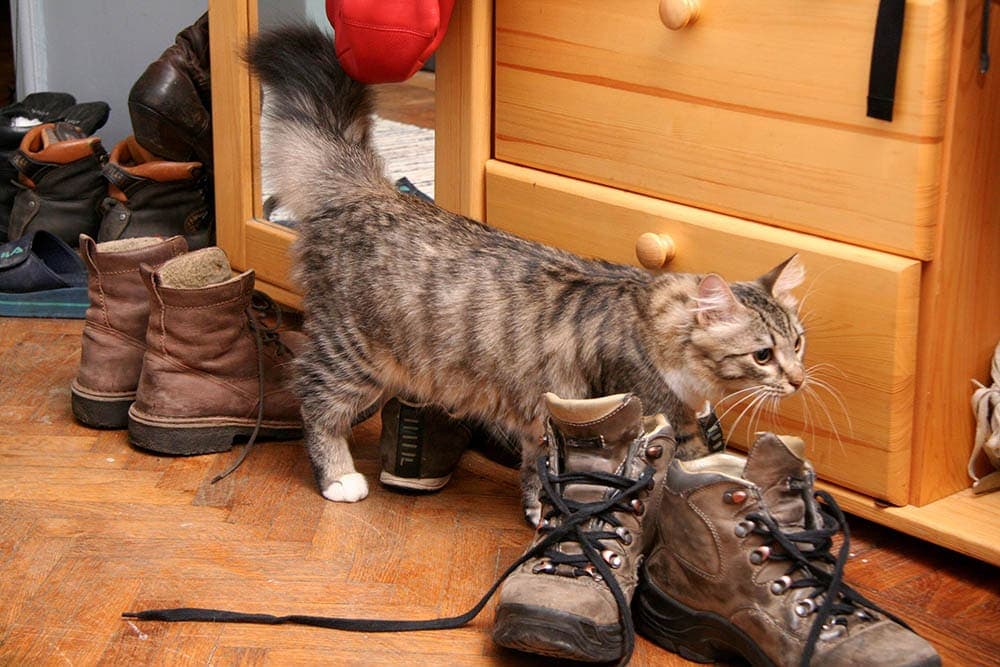 Why Does My Cat Like My Shoes: Understanding Feline Behavior插图