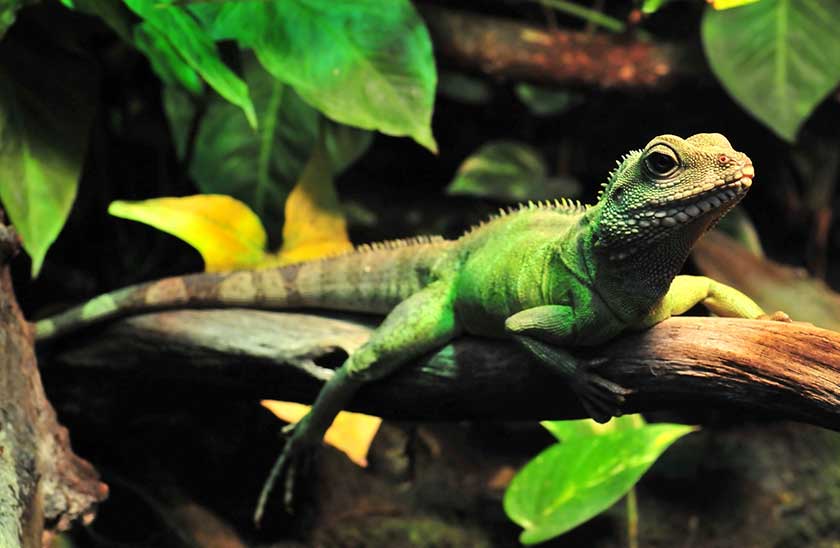 Captivating Captives: A Comprehensive Guide to Water Dragon Care插图1