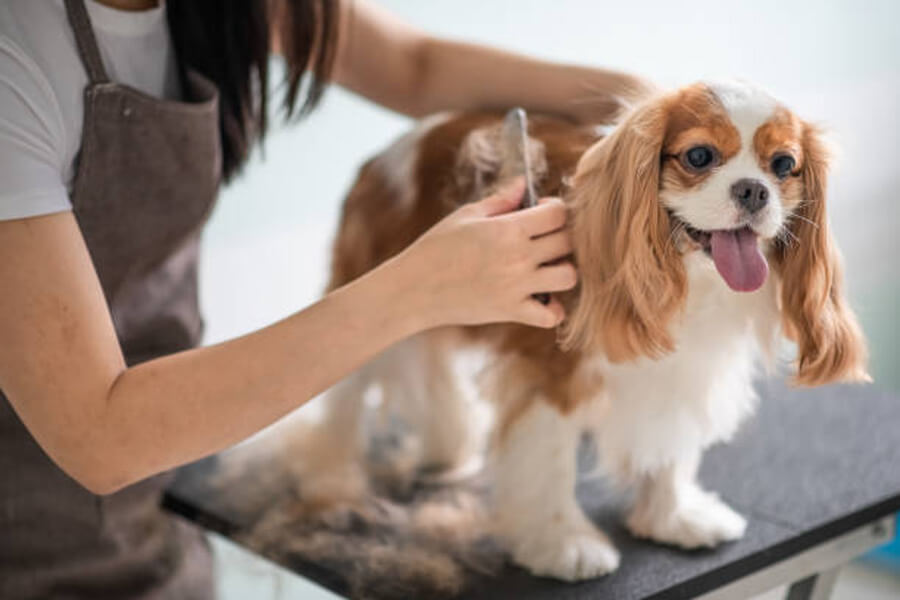 The World of Pet Grooming: A Rewarding Career for Animal Lovers插图1