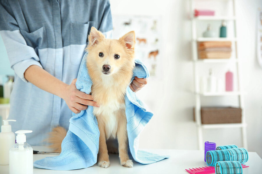 The World of Pet Grooming: A Rewarding Career for Animal Lovers插图2