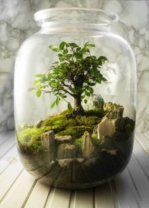 Read more about the article Terrariums: A Beginner’s Guide to Creating and Maintaining Your own Miniature Ecosystem