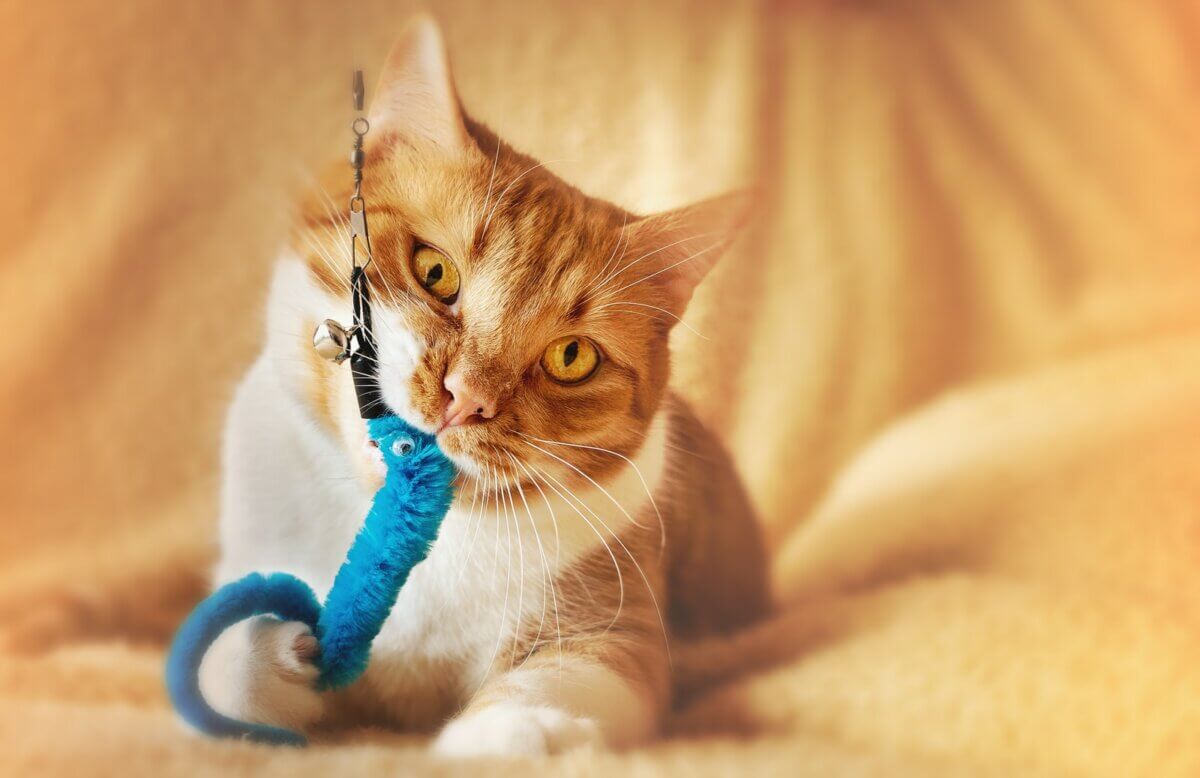 DIY Cat Toys: Crafting Enriching Play Experiences for Feline Companions插图1