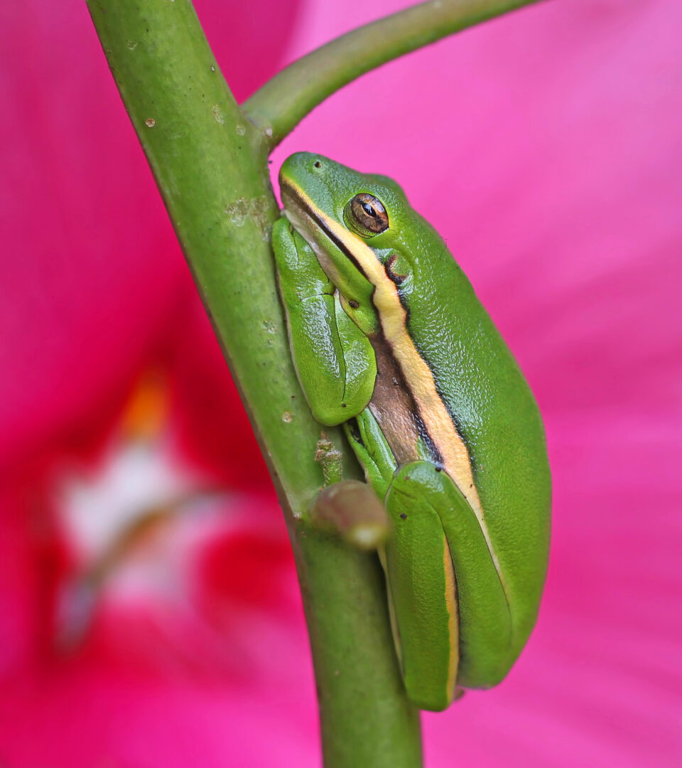 Rain Frog Care: The Secrets of These Fascinating Amphibians插图2