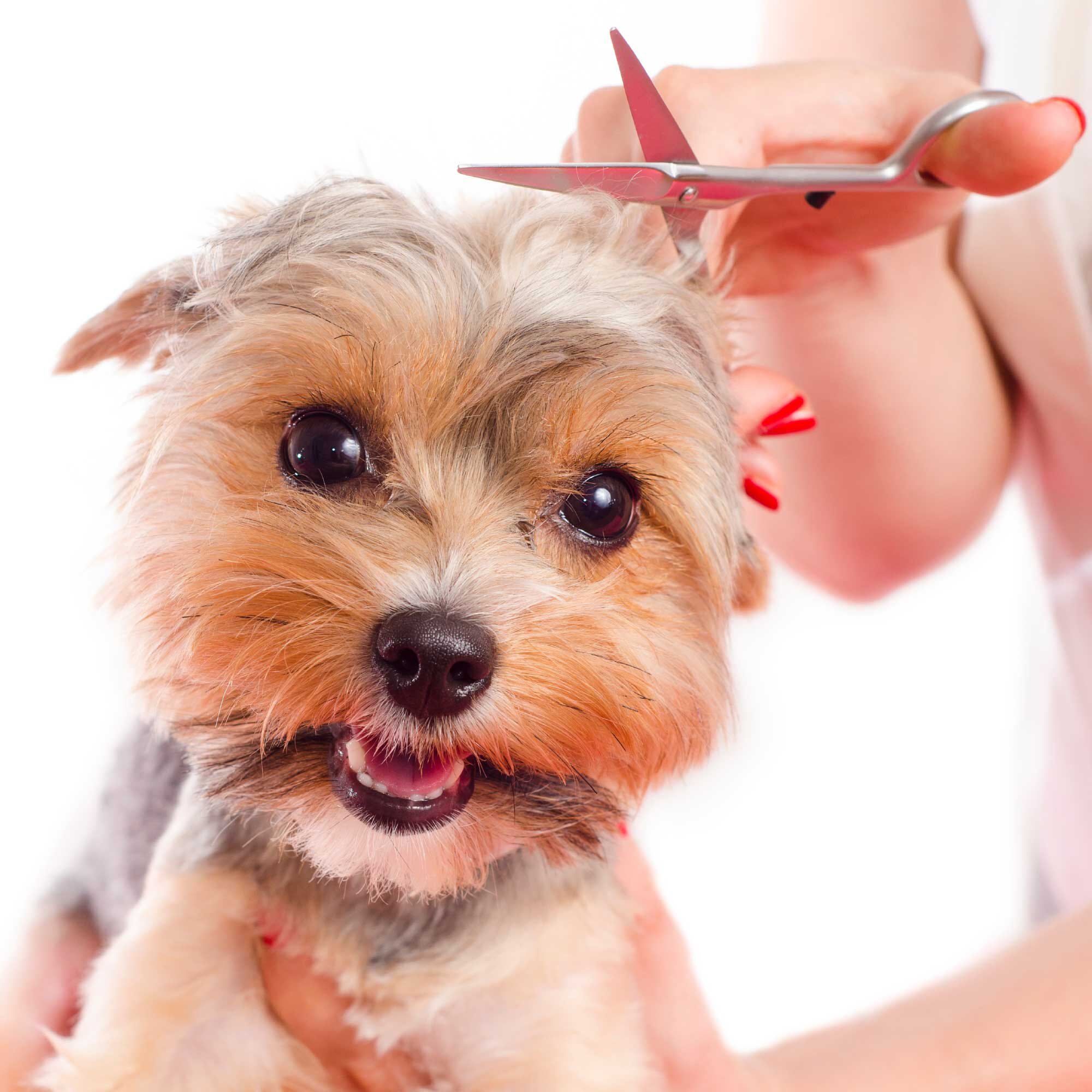 The World of Pet Grooming: A Rewarding Career for Animal Lovers插图3