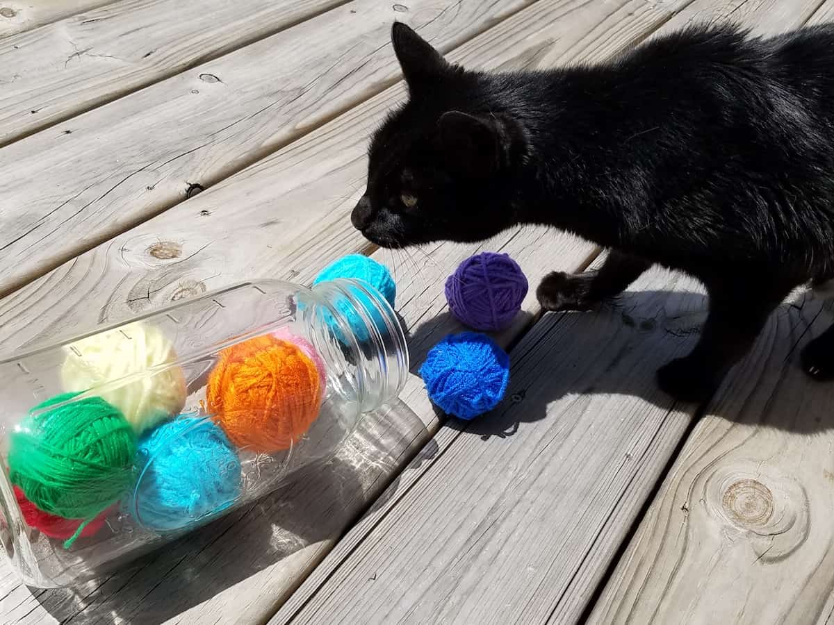 DIY Cat Toys: Crafting Enriching Play Experiences for Feline Companions插图2