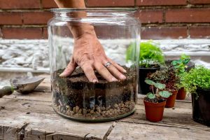 Read more about the article Creating and Maintaining a Thriving Terrarium: From Choosing Plants to Troubleshooting Common Issues