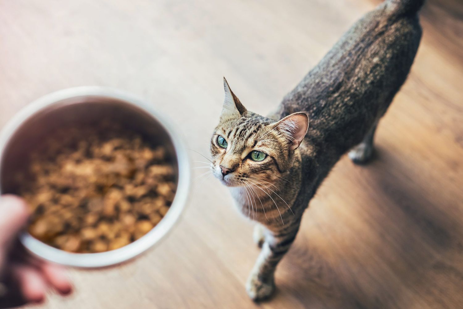 Keeping It Fresh: Understanding the Shelf Life of Dry Cat Food插图1
