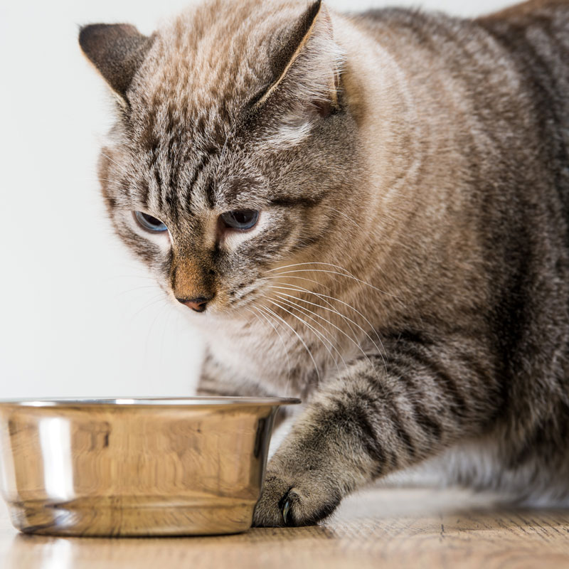 how long does dry cat food last