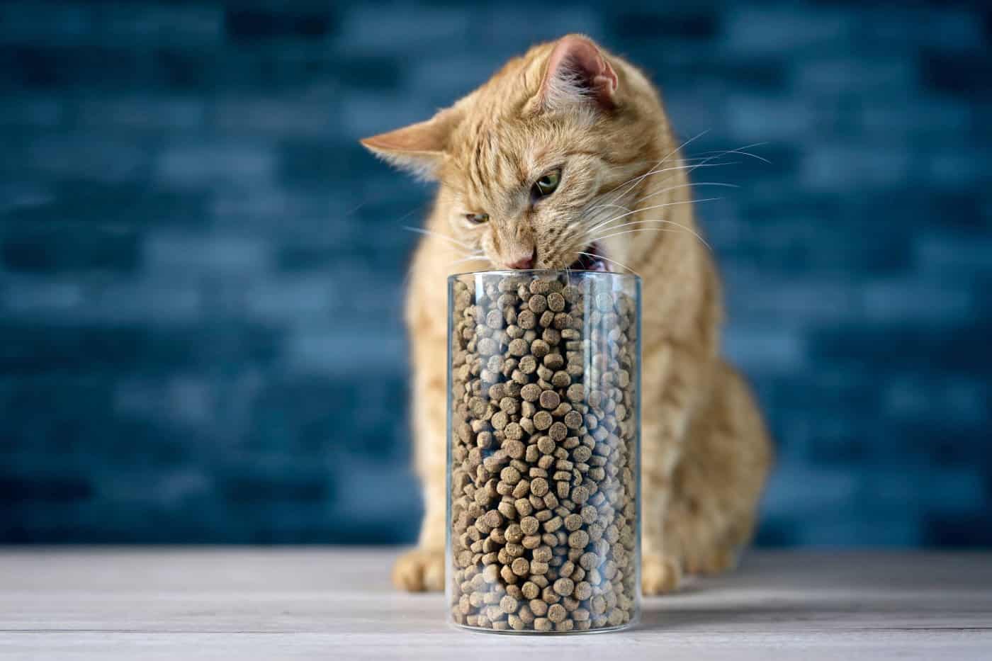 Keeping It Fresh: Understanding the Shelf Life of Dry Cat Food插图