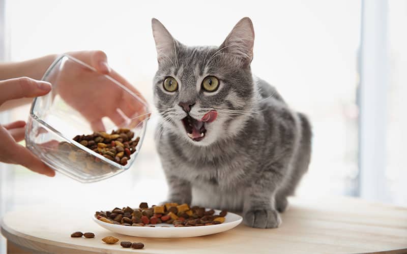 Keeping It Fresh: Understanding the Shelf Life of Dry Cat Food插图4
