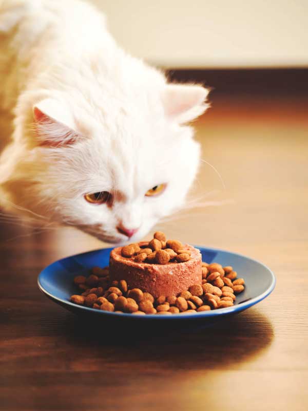 Keeping It Fresh: Understanding the Shelf Life of Dry Cat Food插图3