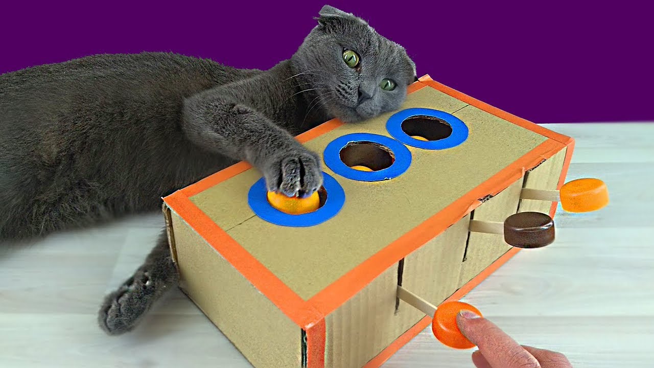 DIY Cat Toys: Crafting Enriching Play Experiences for Feline Companions插图3