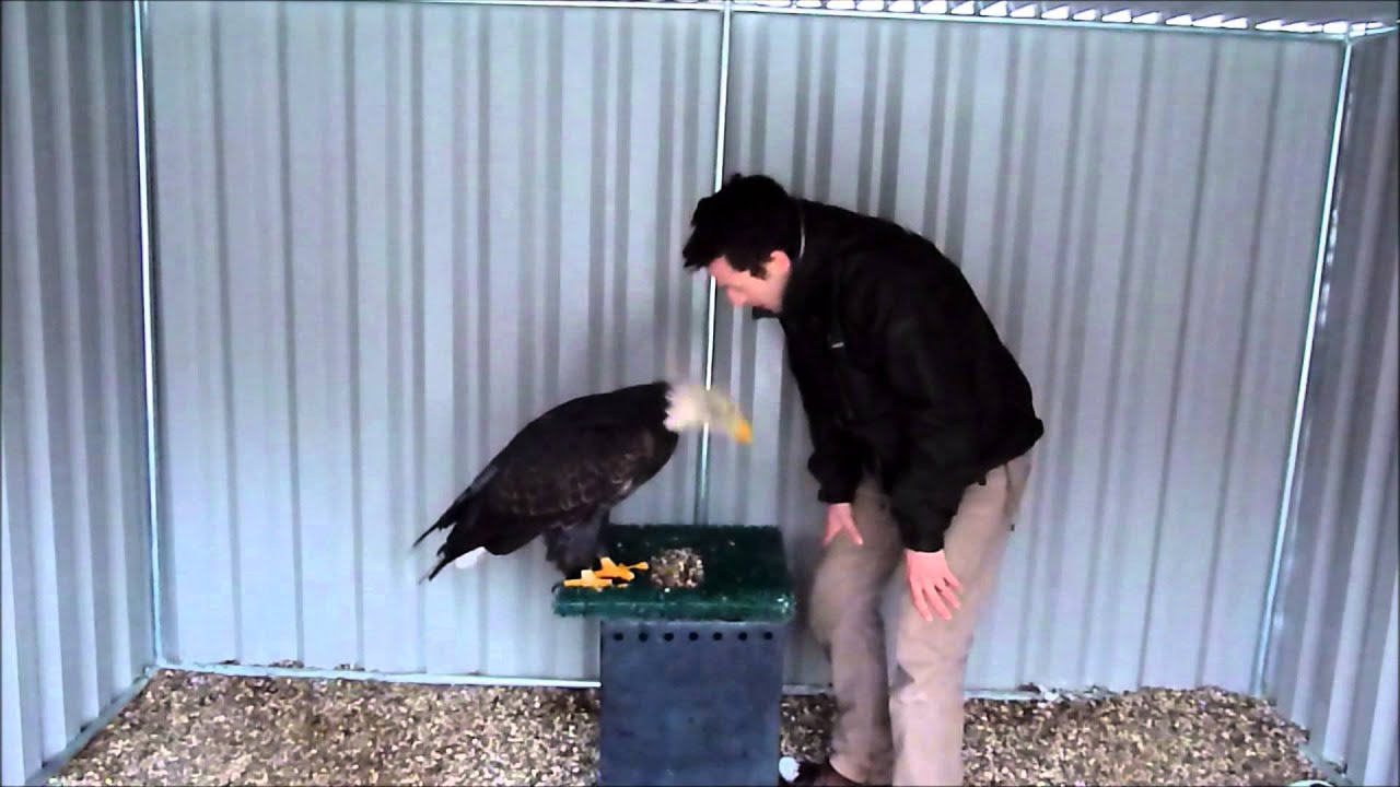 eagle pet grooming