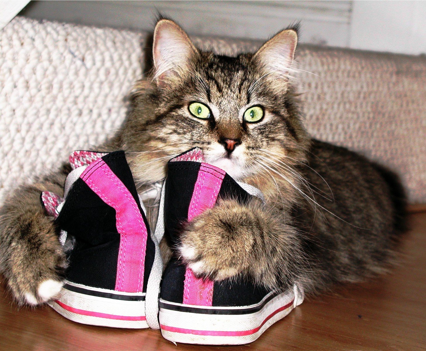 Cat Work Shoes: The Ultimate Guide to Comfort and Durability in Footwear for the Workplace插图1