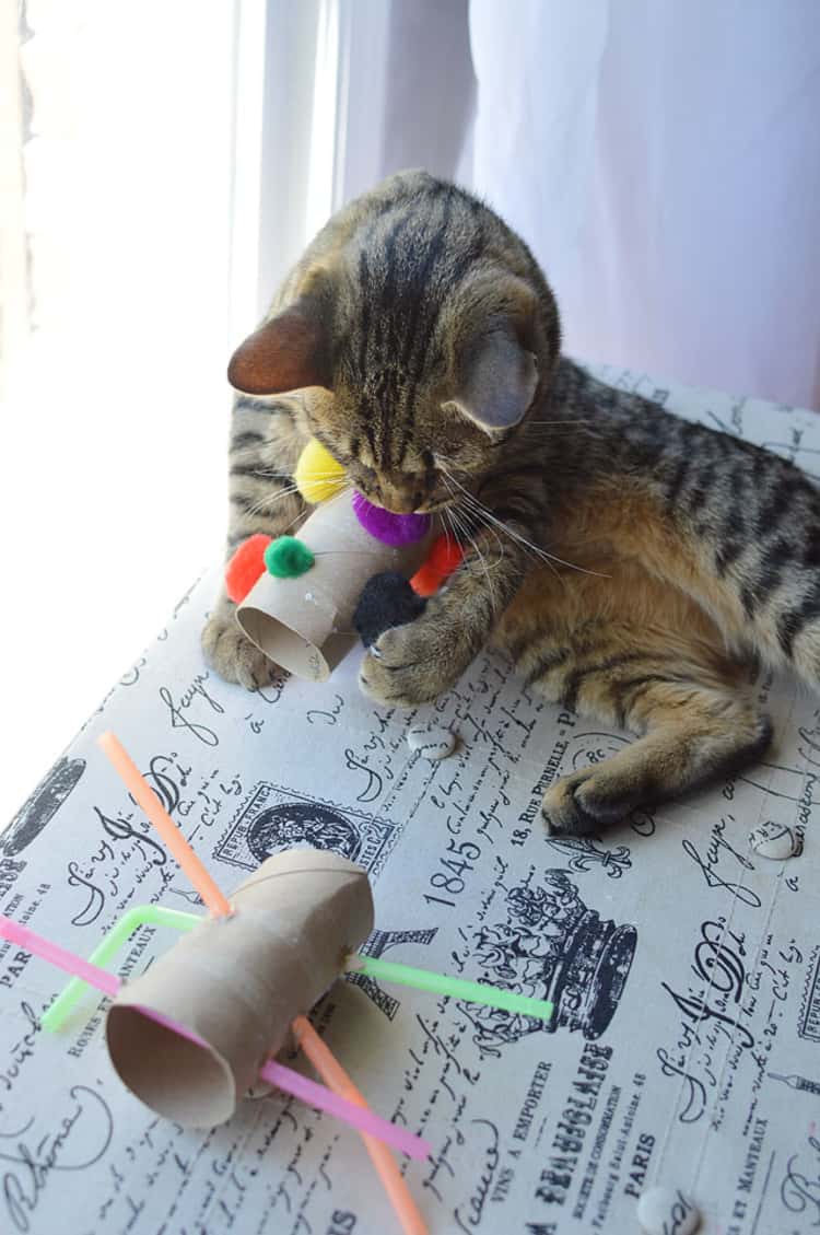 how to make cat toys