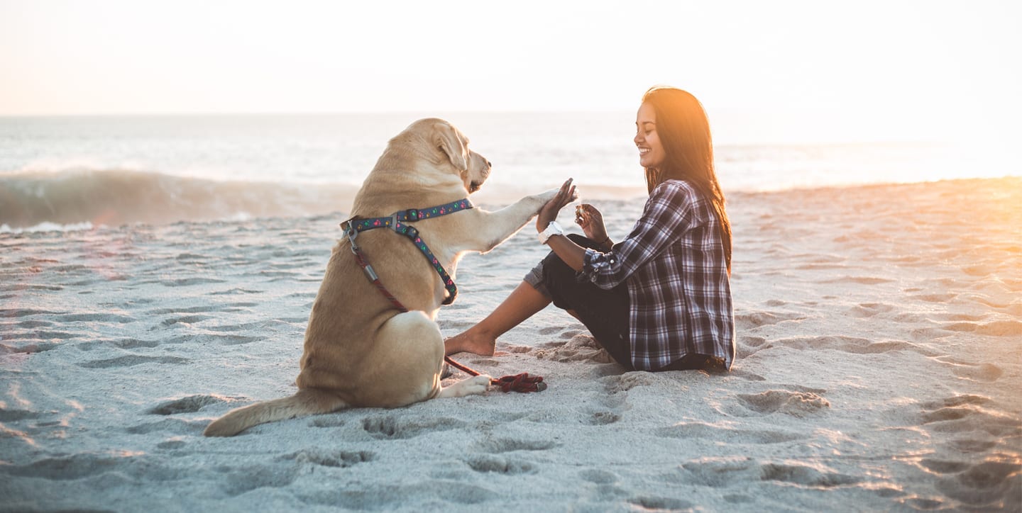 pet stress test