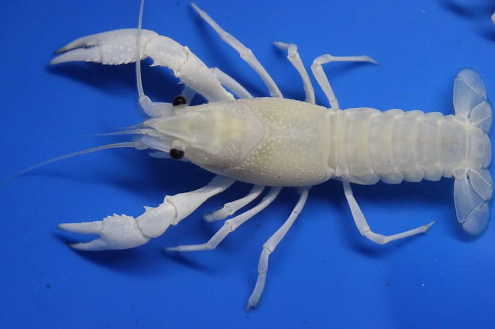 Everything You Need to Know About Keeping Pet Crawfish插图1