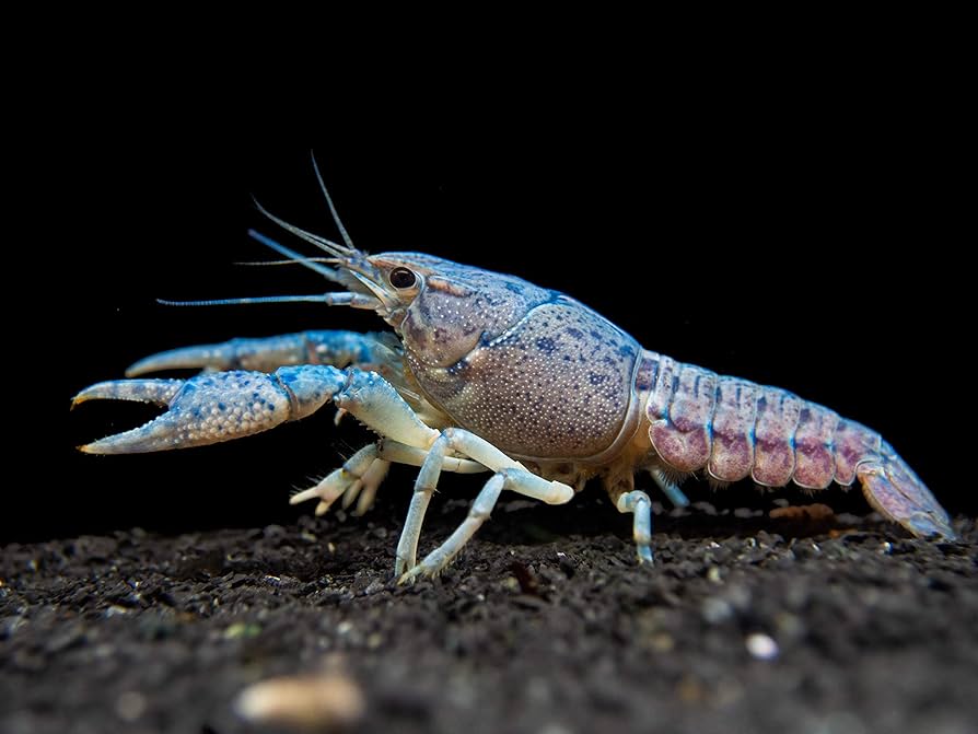 Everything You Need to Know About Keeping Pet Crawfish插图
