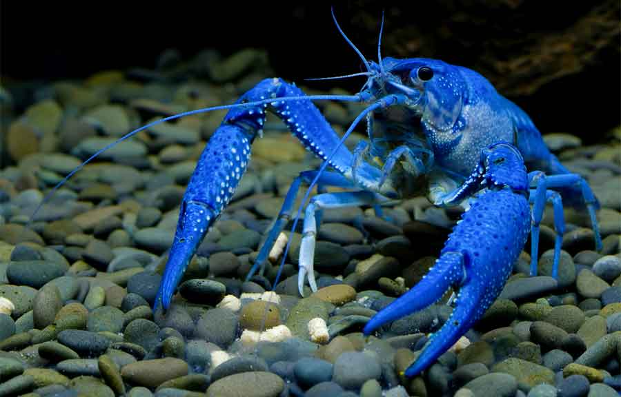 Read more about the article Everything You Need to Know About Keeping Pet Crawfish