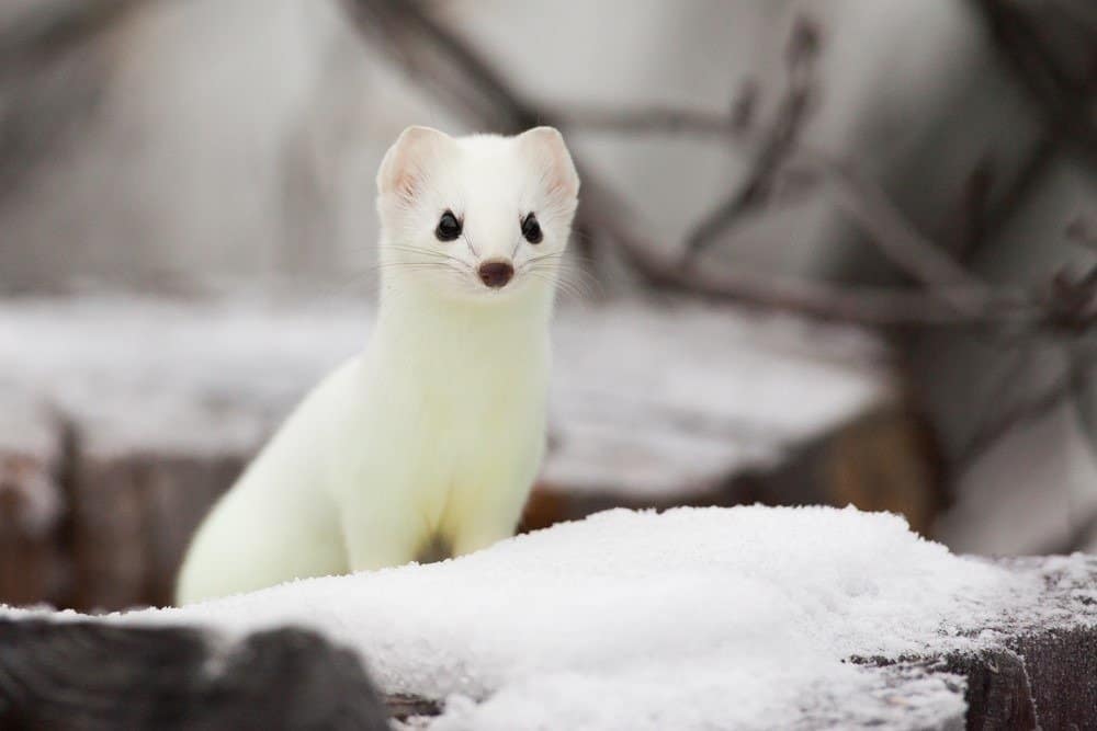 You are currently viewing The Essential Pet Stoat Care Compendium