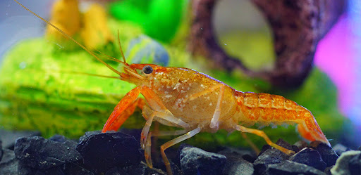 Everything You Need to Know About Keeping Pet Crawfish插图2
