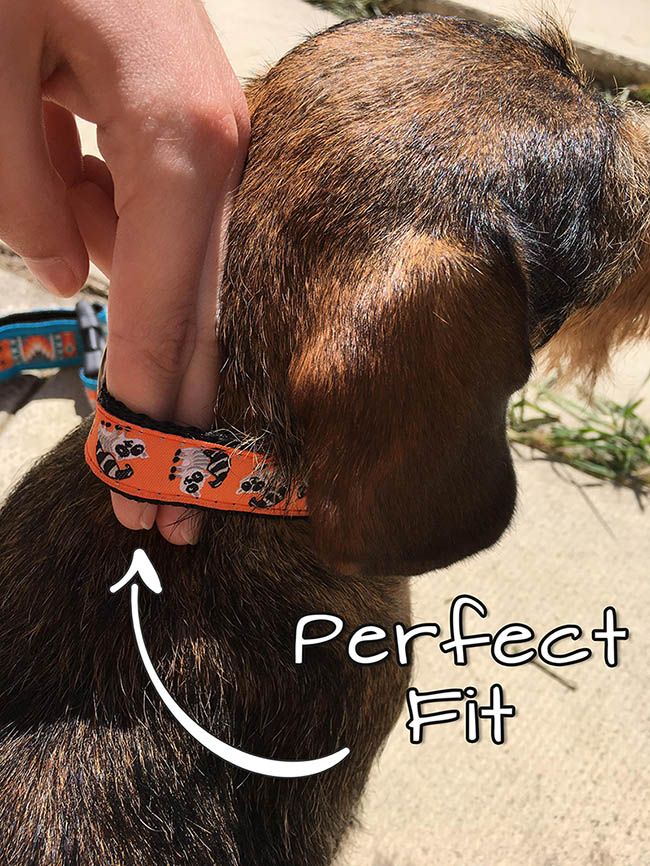 how tight should dog collar be