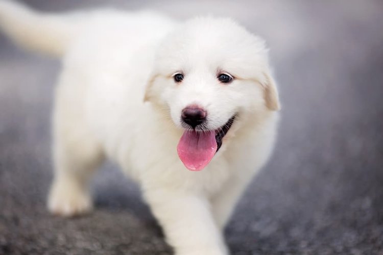 how to train a great pyrenees dog